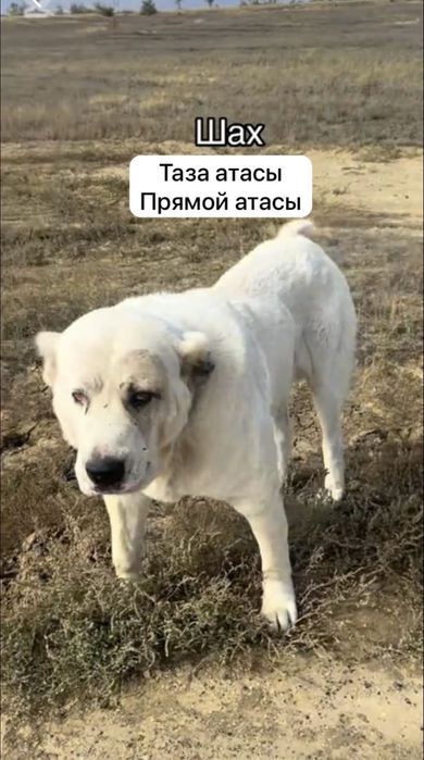 Прививкалары саынган