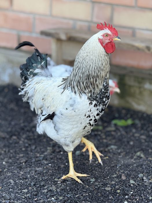 Продам петушков или обменяю на курочек