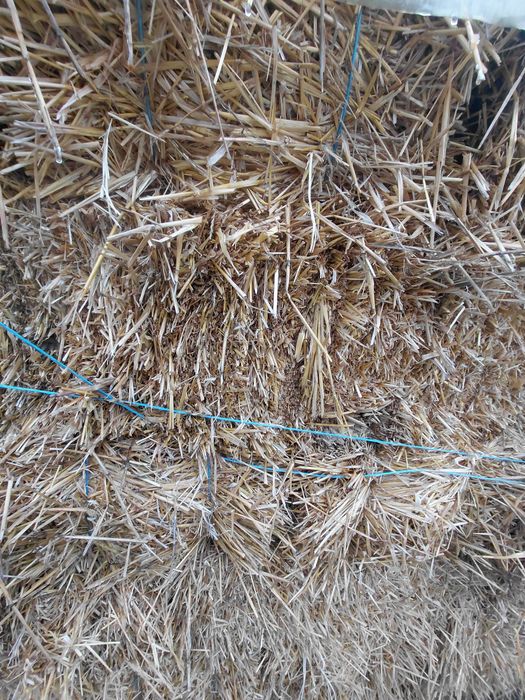 Vând Baloți pae ,orz și grâu !