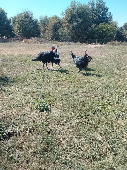 Продам продам продам