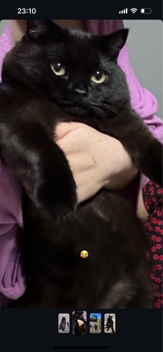 Ищу семью для Тиши