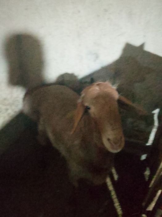 Ona bola quylar sotiladi
