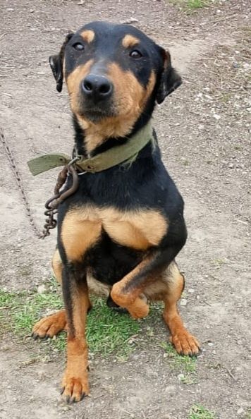 Охотничий немецкий Ягдтерьер.