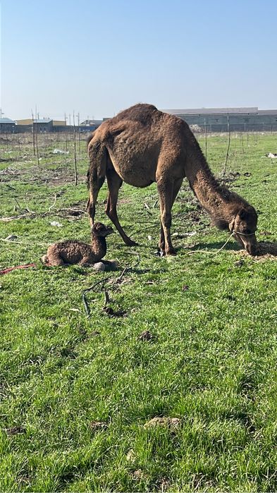 Xojayin qulni qamchi bilan uradi