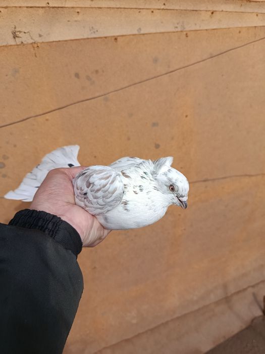 Продам голубы Срочно