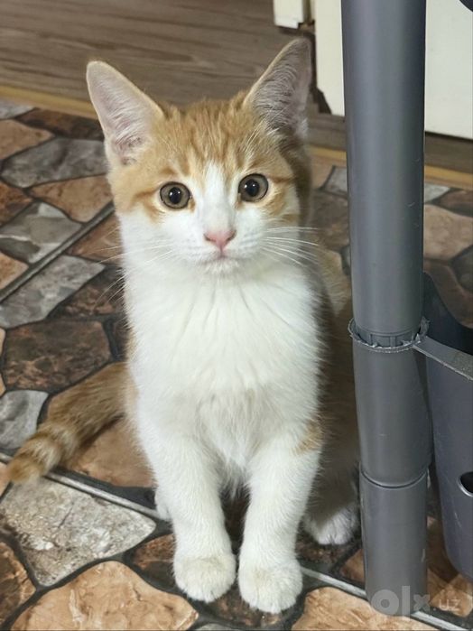 Пристраивается котёнок мальчик