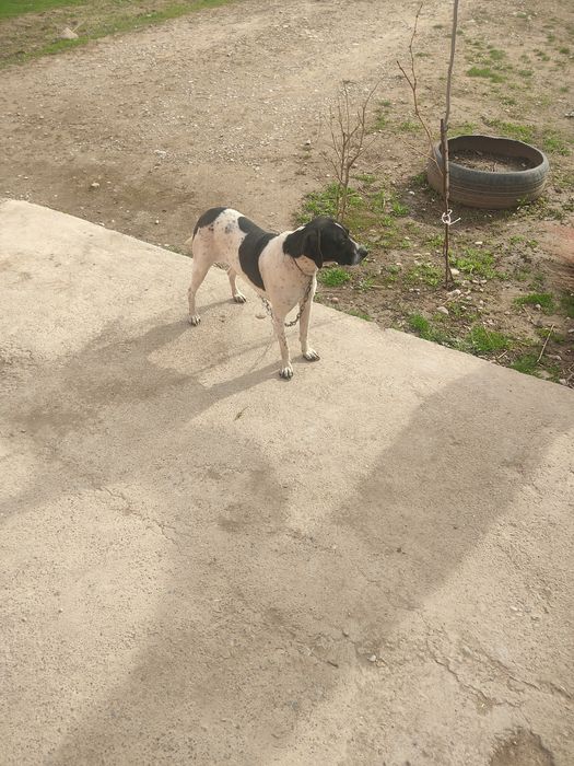 Понтер ургаши Самка олатындар болса тегинн