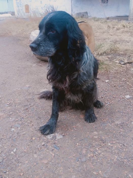 Пристраивается спаниель девочка