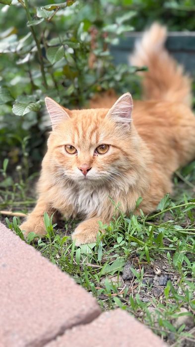 Найден рыжий кот