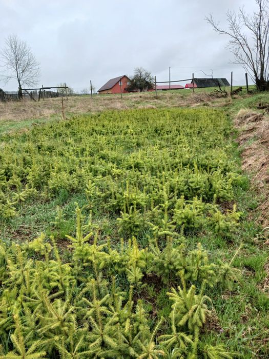 Puieti de molid apti de plantare