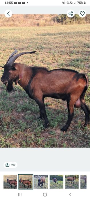 Vând sau Schimb Țap Alpin Francez