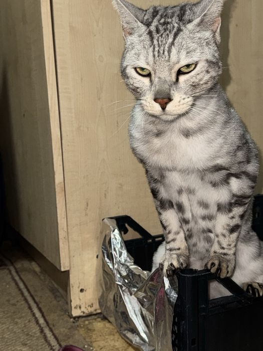 Бенгальская кошка домашна чистакровная бенгаль обученая