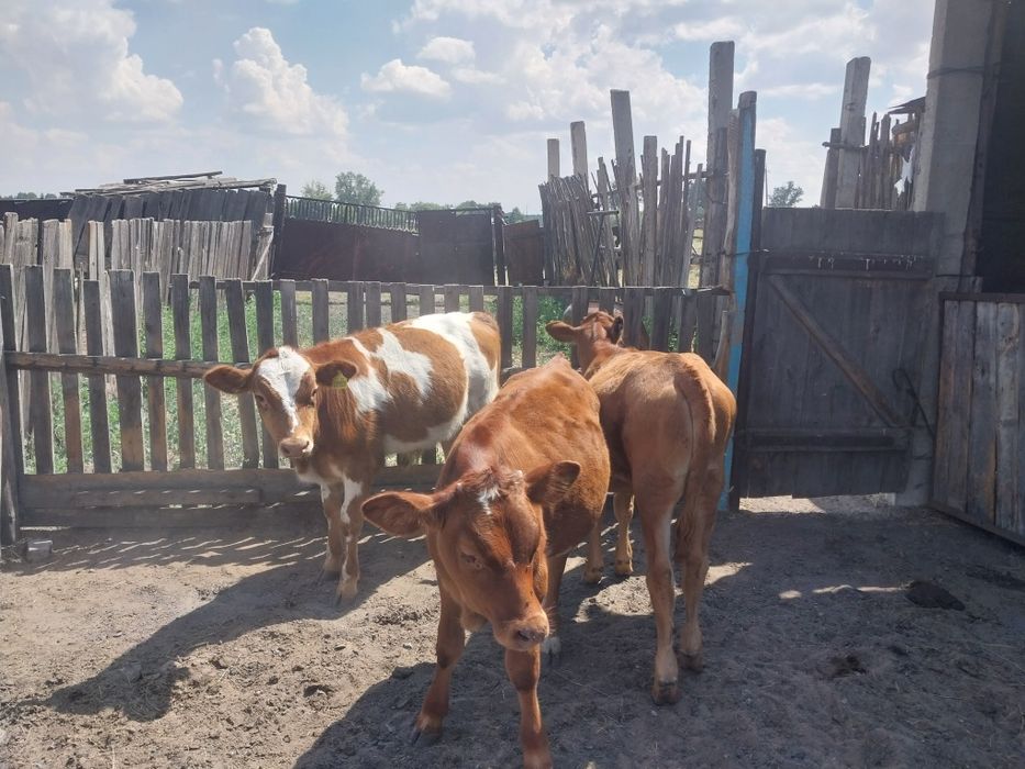 Продам телят 5 месяцев