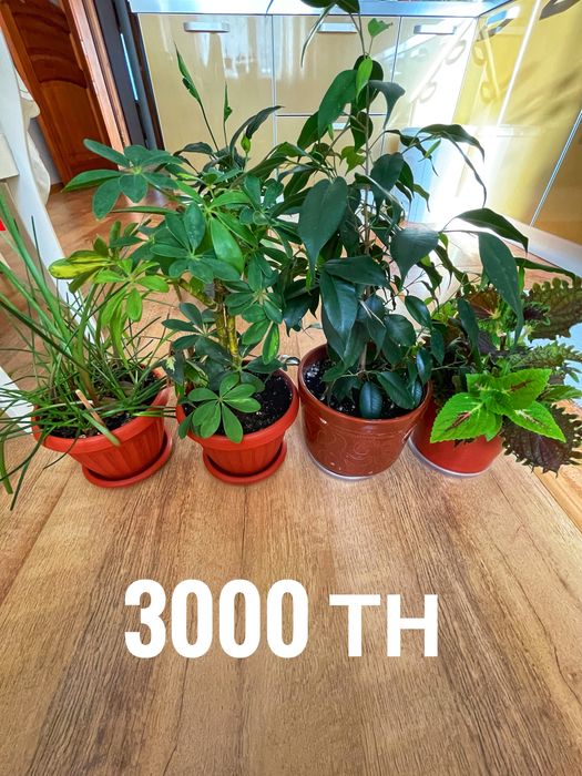 Продаю комнатные цветы