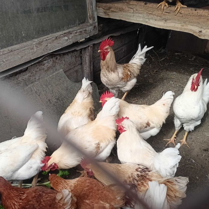 Продам петухов Браун Ник
