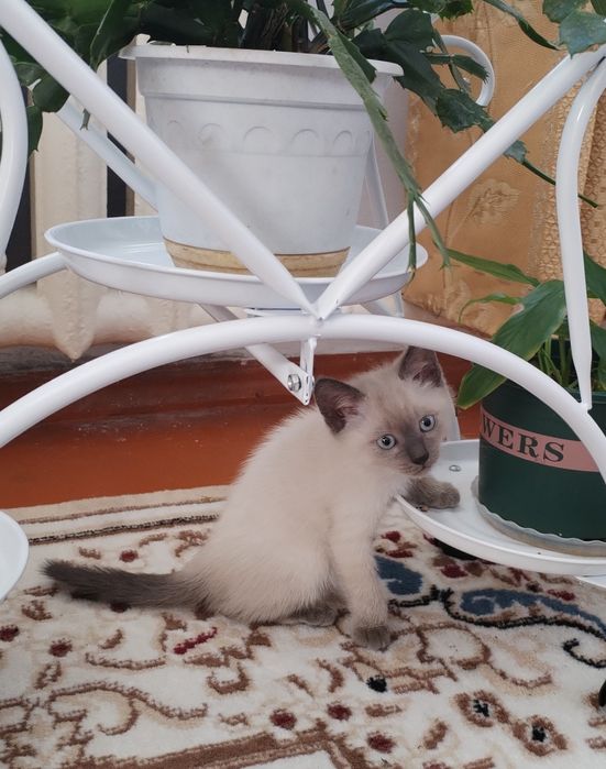 Отдам котёнка в добрые и заботливые руки