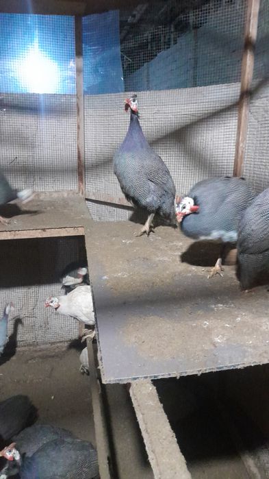 Цисаркалар сотилади