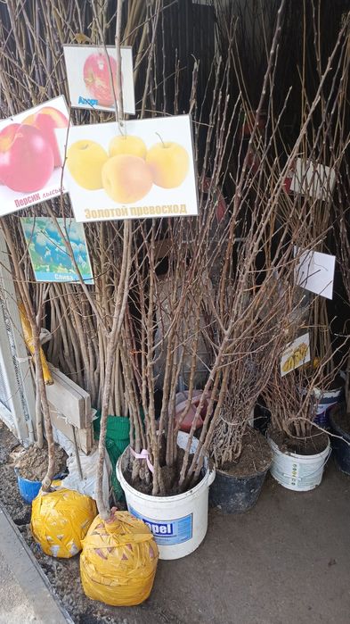 Көшет жемыс агаштары