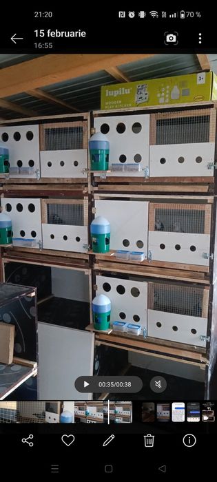 Boxe porumbei din tego