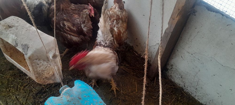 Продам питухи домашный моладие