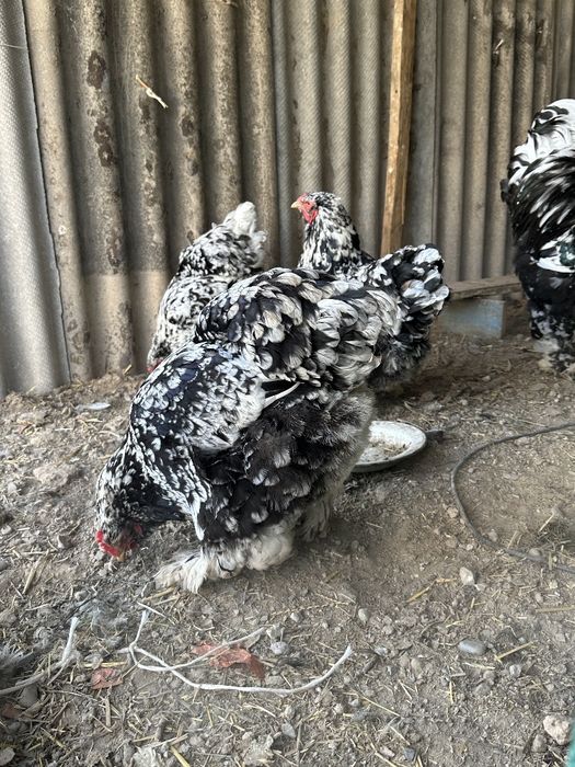 Брама мрамор товук инкубатцион тухумлари Brama tovuq