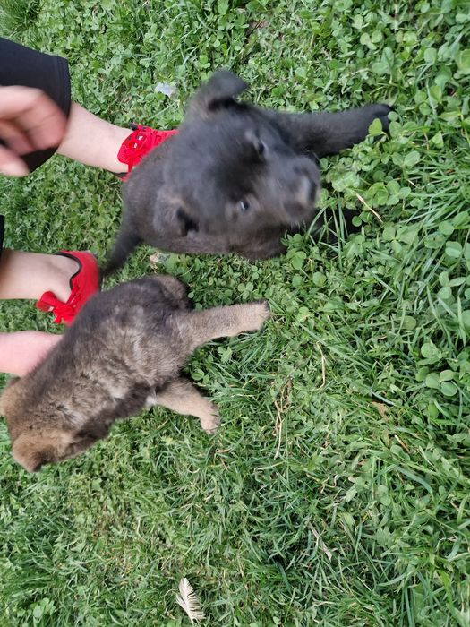 Щенки лайки 1.5 месяц