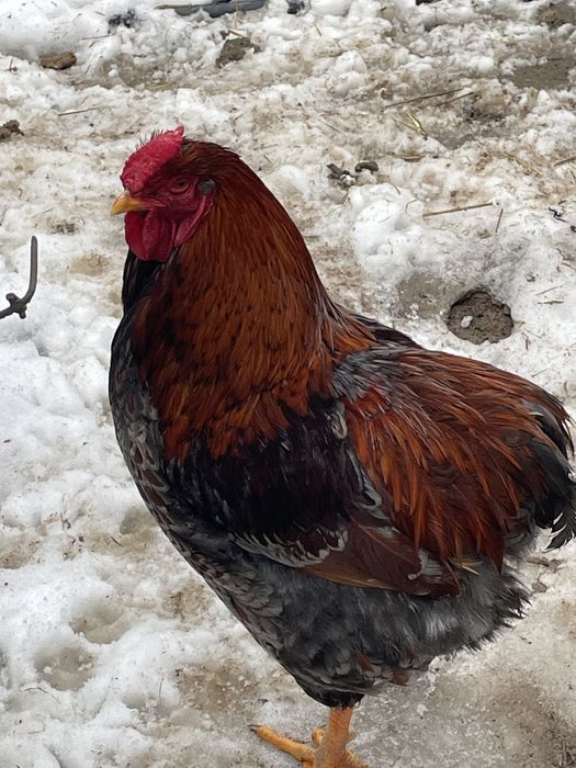 Cocosi wyandotte diferite culori