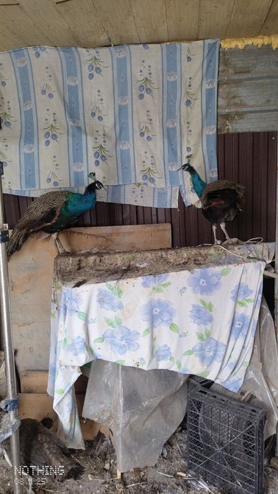 Продаю Павлинов Индийских