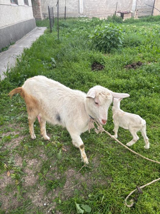 Ешкі сүтті+лағымен