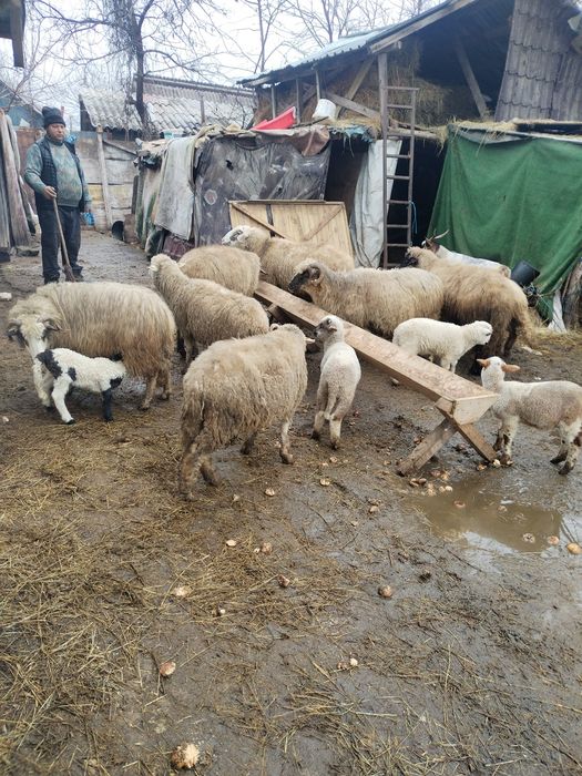 Vând 7 oi și un berbec