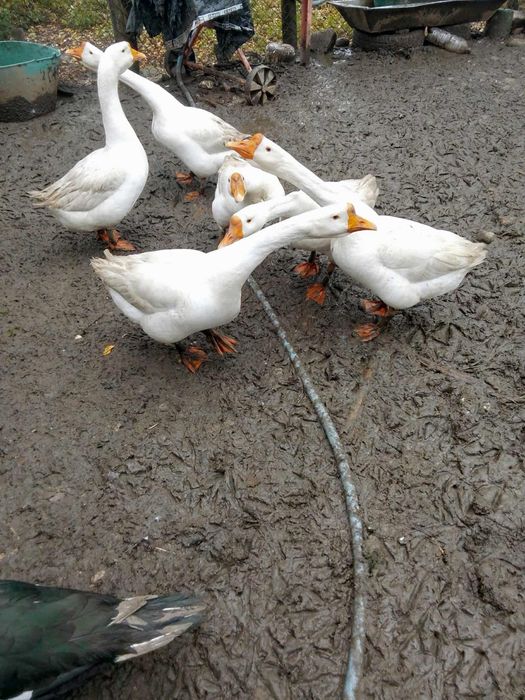 Vând gâscani de țară