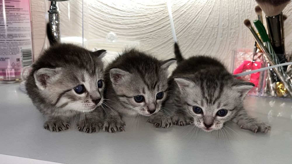 котята котята котята
