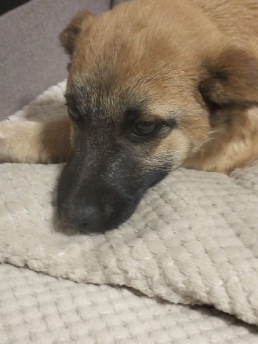 Отдам щенка бесплатно