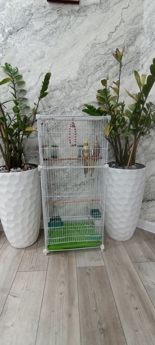 Продам Попугай корелла