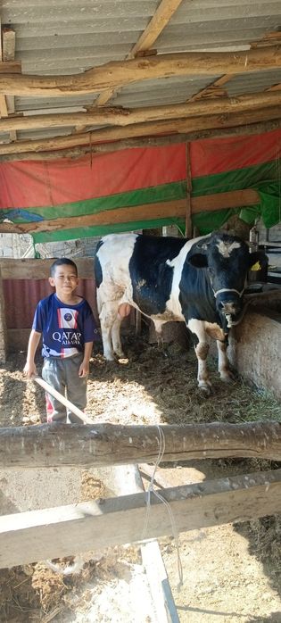 Бұқа сатылады бордақылауда тұрған