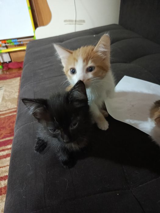 Два красавчика ищут себе маму