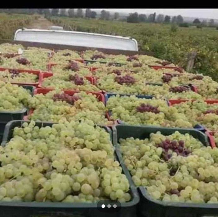 Vand Struguri de Vin