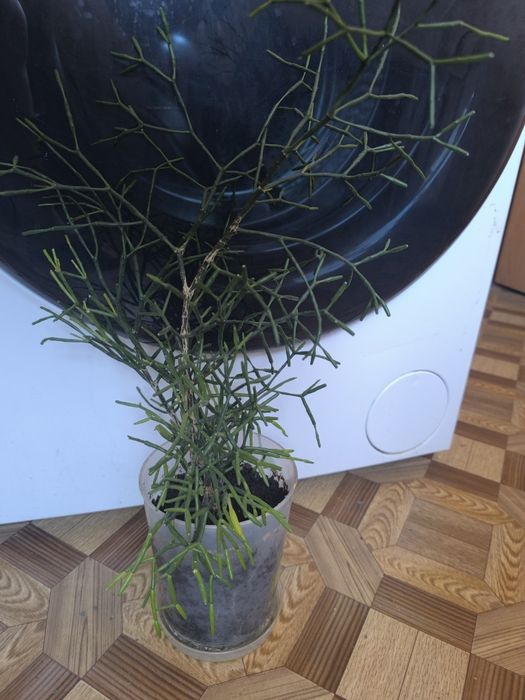 Рипсалис Рипсалис