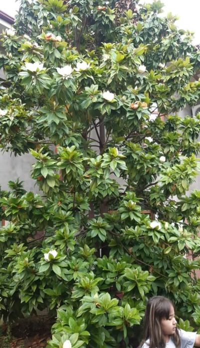 Семена Магнолии Грандифлора