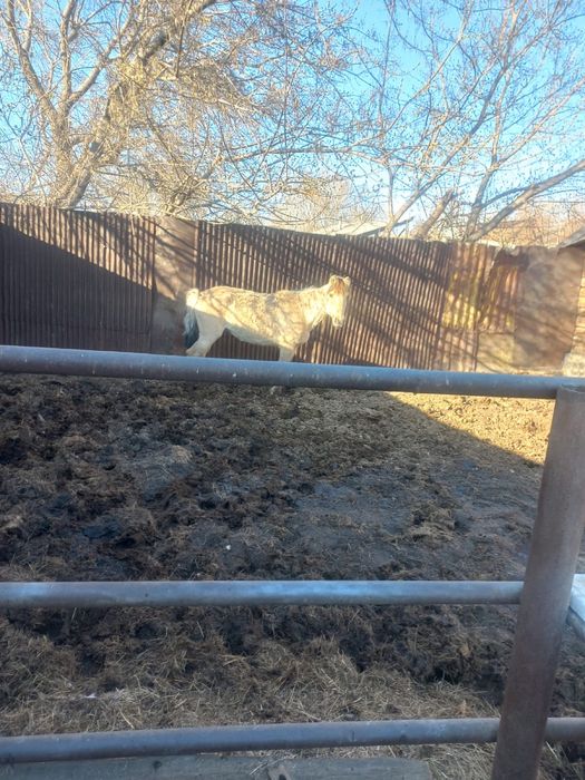 Қысыр бие құнан байтал сатылады откормда