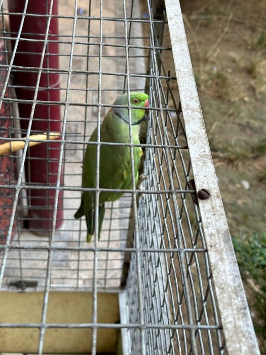 Ojirella ajirella popugay