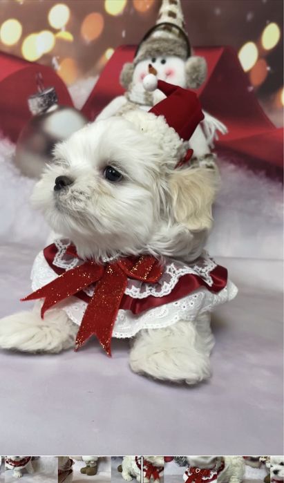 Щенки  элитные мальтезе