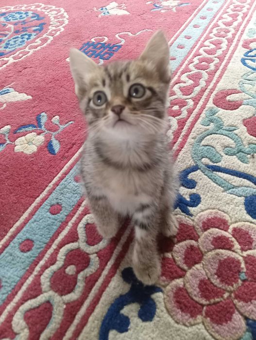 отдам котят , приучены к горшку