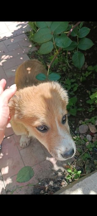 Щенок мальчик в добрые руки