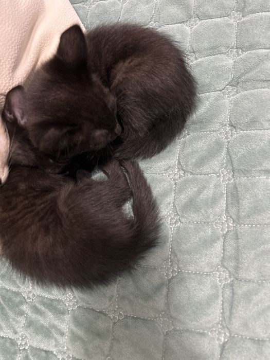 Котенок отдам в добрые руки