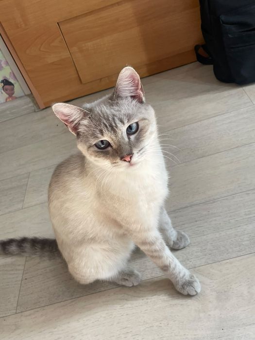 Отдам молодого котика