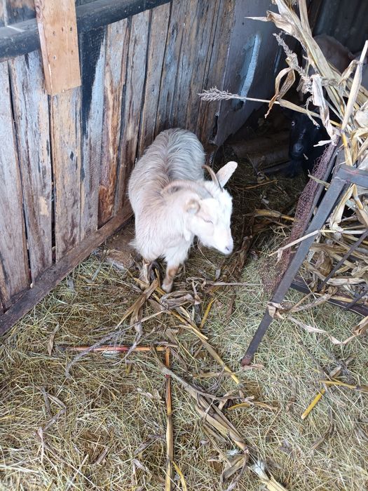 Capre/iedițe de vanzare