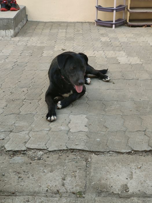 Donez catelusa jucausa