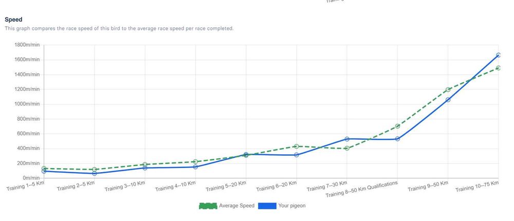 Porumbei voiajori de vânzare (zburați în competiții și columbodroame)