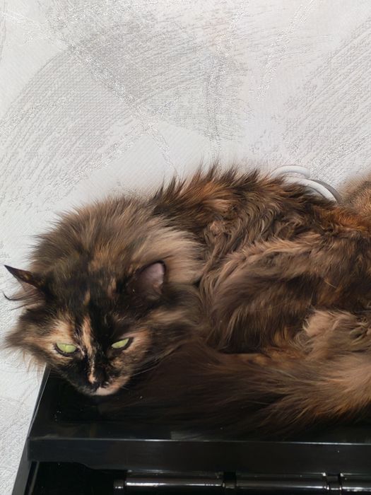 Котики  ищут дом